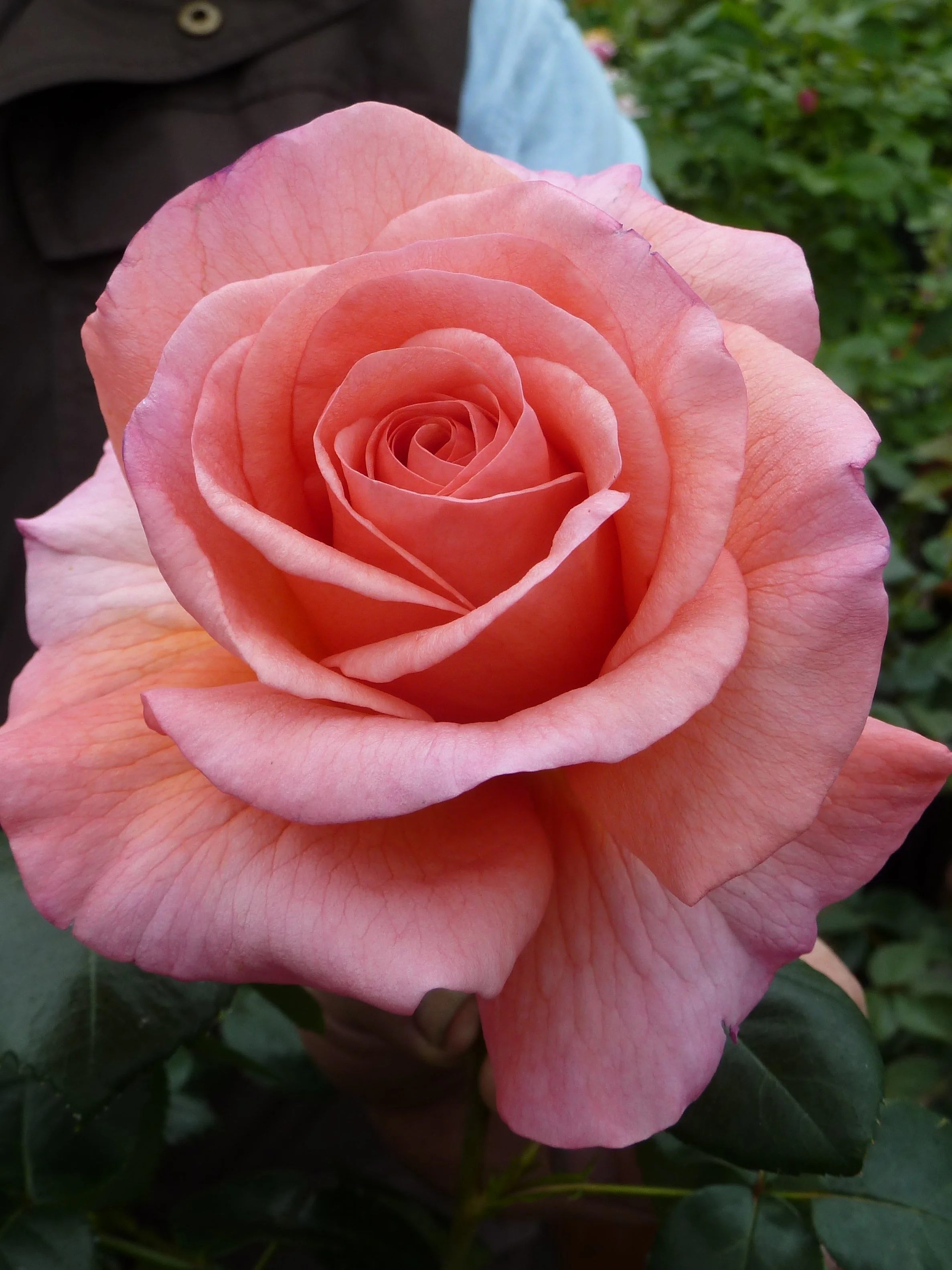 A Lady Never Tells — Select Roses